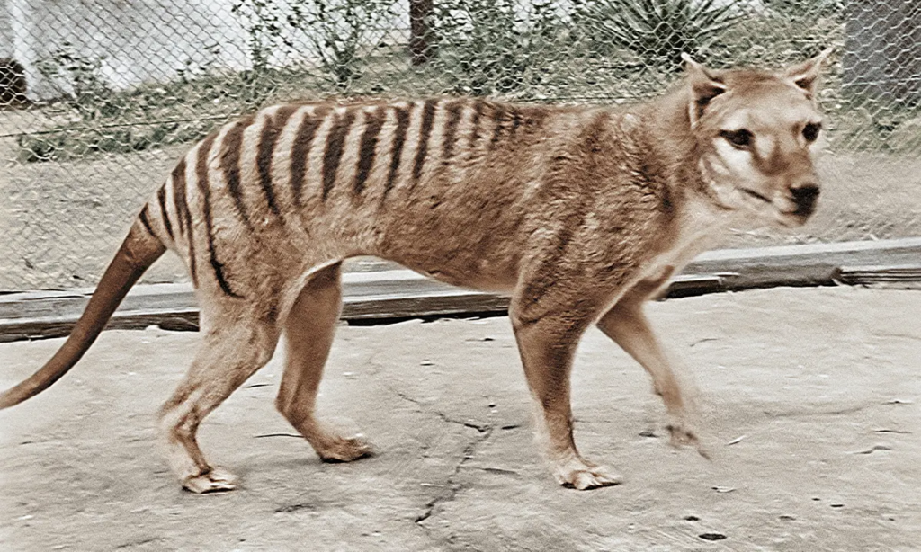 تکنا