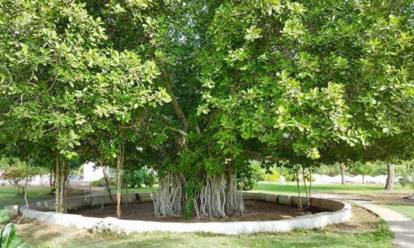 1710323159 337 دیدنی های کیش در بهار که شما را به سفر